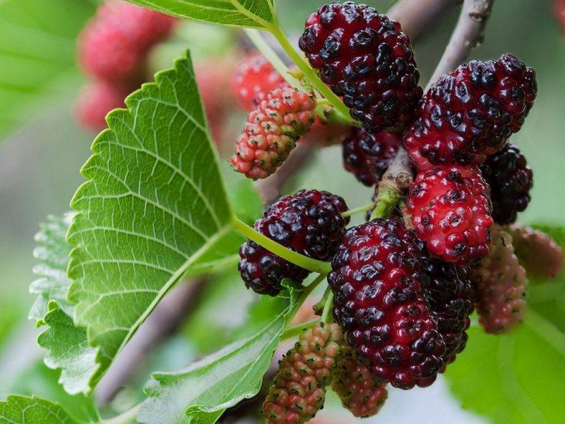 Шелковица купить саженцы из питомнике в Челябинске