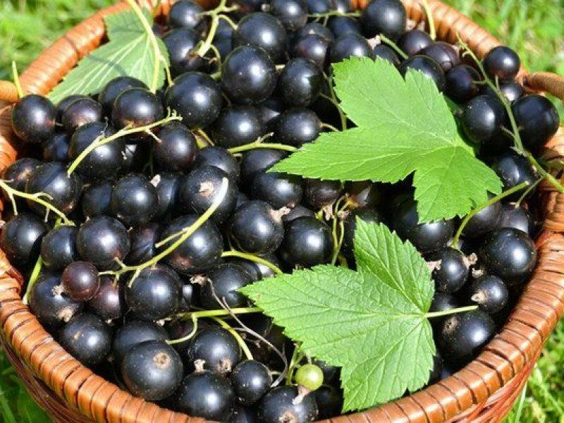 Смородина купить саженцы из питомника в Челябинске