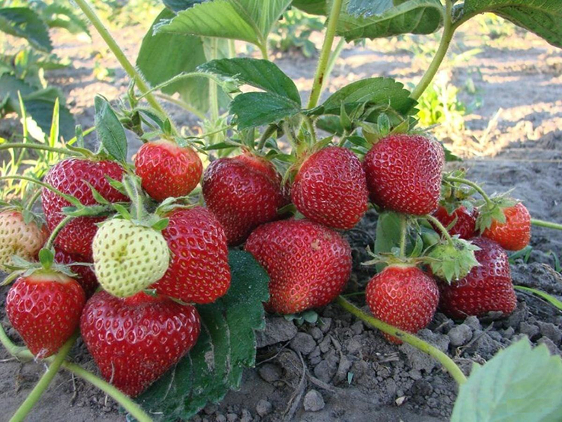Клубника купить саженцы из питомника в Челябинске