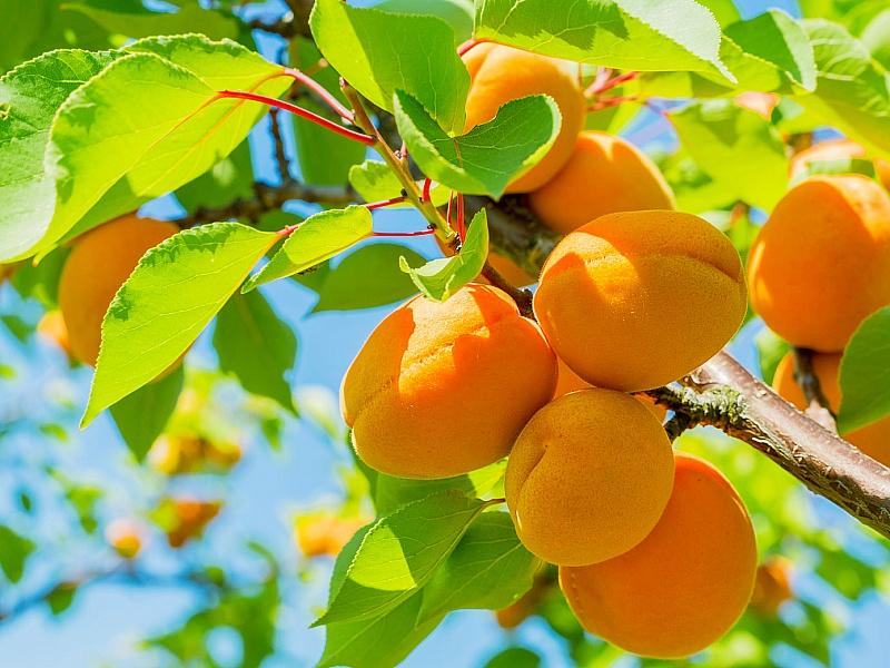 Абрикос купить саженцы из питомнике в Челябинске