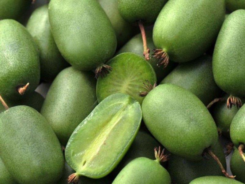 Актинидия купить саженцы из питомнике в Челябинске