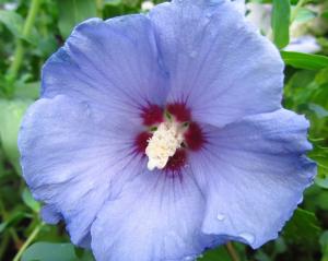Гибискус "БЛЮ САТИН" древовидный