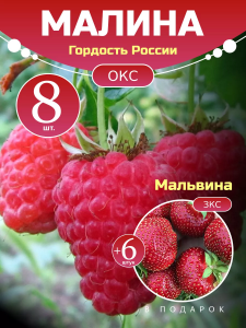 Малина Гордость России комплект саженцев 8 шт + клубника Мальвина