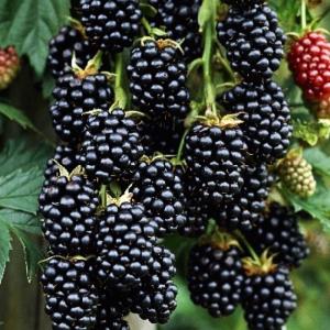 Ежевика "ТОРНФРИ"